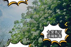 七里香适合养在室内吗_七里香容易养吗