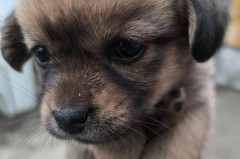 小奶狗是什么意思?，网络小奶狗是什么意思