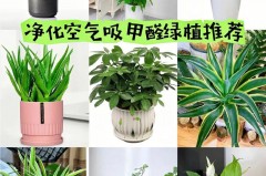 什么绿植吸油烟效果好_什么绿植吸油烟效果好一点