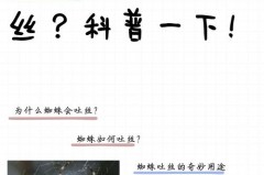 五毒为什么没有蜘蛛，五毒为什么没有蜘蛛的存在？