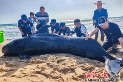 遇到海豚搁浅我们应该怎么办，遇到海豚会带来好运吗