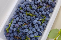 超市的盒装蓝莓可以直接吃吗，超市的蓝莓盒装的好吗？