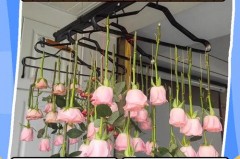 永生花玻璃罩子可以打开吗，永生花玻璃罩子可以打开吗图片？