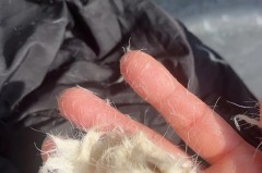 鹅绒服有味道是假的吗，鹅绒羽绒服有没有味道