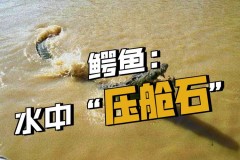 为什么鳄鱼爱吃石块，鳄鱼喜欢吃石块是什么原因_鳄鱼为什么吃石子