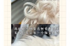 托卡羊毛是什么意思_托卡羊毛是纯羊毛吗