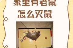 老鼠死在墙里面很臭怎么办_老鼠死在墙里拿不出来
