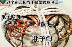螃蟹蒸完有绿色的膏是什么，螃蟹蒸完有绿色的东西？