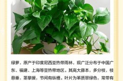 绿萝叶子是什么垃圾，绿萝的叶子有毒吗