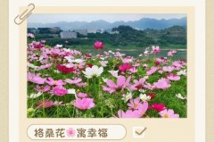 格桑花是什么意思，格桑花的传说是什么，格桑花俗称什么花