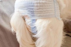 小狗裤什么情况下会变色，小狗裤为什么有香味