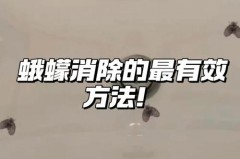 蛾蚋消灭最有效的方法，蠓虫怎么消灭最简单的方法？
