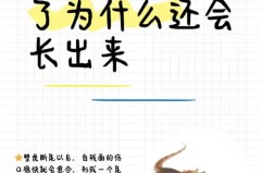 壁虎的尾巴为什么断了还能长出来_为什么壁虎的尾巴断了还可以重新长出来