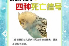 鸟死了为什么不能埋，鸟死后为什么很难发现？