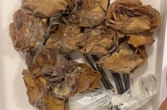 永生花会发霉吗_永生花返潮发霉长毛怎么办