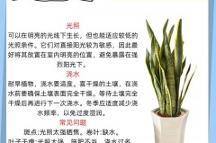 虎皮兰换盆要不要晾根，虎皮兰换盆后可以施肥吗