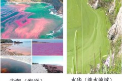 水华和赤潮是什么，水华和赤潮是什么原因造成的？