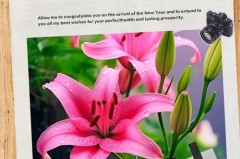 为什么家里不能养百合花，百合花放在家里吉祥吗