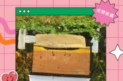 能把蜜蜂装在新买的蜂箱里吗，能把蜜蜂装在新买的蜂箱里吗为什么