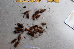 蟑螂吃了饵剂会乱爬吗_杀蟑螂药排名第一名