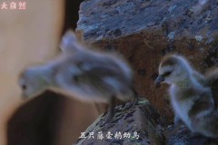 藤壶鹅为什么跳悬崖，藤壶鹅为什么抗摔？