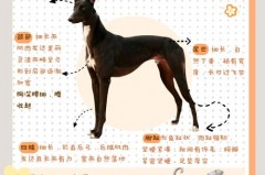 细狗网络用语什么意思，细狗梗的含义指的是什么_细狗叫什么意思