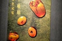 抚顺琥珀为什么世界不认_抚顺琥珀能升值吗