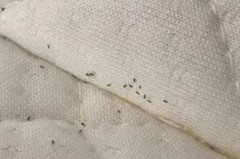 床单上的黑点是被压死的虫子吗，床单上有黑色的点的痕迹？