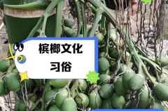 吃槟榔为什么会上瘾，吃槟榔的危害有哪些，吃槟榔上瘾是咋回事？