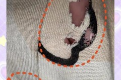 衣服被蟑螂爬过碍事吗_衣服被蟑螂爬了怎么办