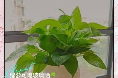 绿萝能在太阳下晒吗，绿萝能放在太阳下晒吗