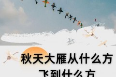 大雁北归是什么季节，大雁北飞是什么季节什么节气？