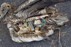 麦当劳塑料杯算可回收吗，麦当劳塑料杯算可回收吗多少钱？