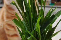 化毛膏和猫草可以同时吃吗，猫草跟化毛膏冲突不？