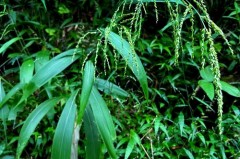 棕叶子是什么垃圾，棕叶子是什么垃圾图片？