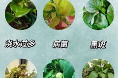 关于​绿萝发黄了怎么可以变绿的信息