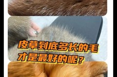 为什么中古貂不能买_中古貂是貂毛吗