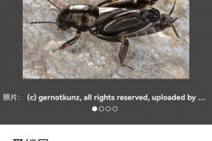 灶马蟋为什么会进屋_灶马蟋进屋有什么预兆