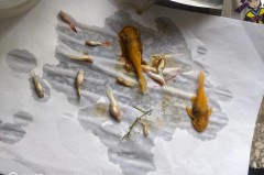 鱼缸加热棒漏电对鱼有伤害吗_鱼缸加热器漏电会伤到人吗
