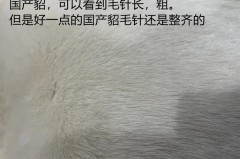 4千多买的貂是真的吗_三四千买的貂是好的吗