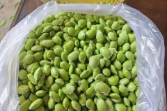 新鲜毛豆的储存方法_新鲜毛豆如何储存