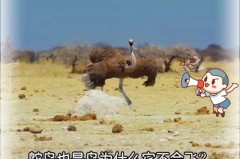 鸵鸟会飞吗，为什么，鸵鸟为什么飞不起来?？