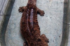 娃娃鱼是鱼吗，为什么，娃娃鱼是鱼吗为什么不能吃