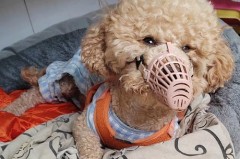 狗狗戴嘴套会抑郁吗_狗狗戴上嘴套为什么会闹情绪