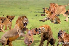 野牛的天敌是什么动物，野牛很厉害吗