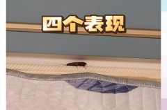 蟑螂爬过的被子能睡么_蟑螂爬了被子还能睡吗