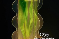 普通led灯能养水草吗，家用led灯可以当草缸灯吗