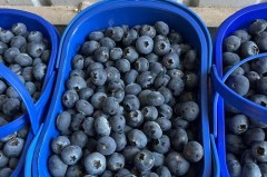 蓝莓放水浮起来的好还是沉下去的好，蓝莓沉在水下是坏了吗？