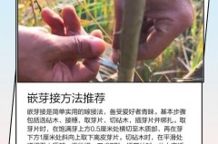 嫁接芽点能顶破膜吗_嫁接芽点掉了还会长吗