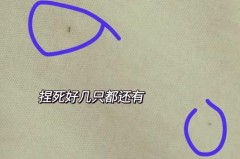 棕垫长虫子怎样消灭_棕垫上的小虫子对人体有害吗